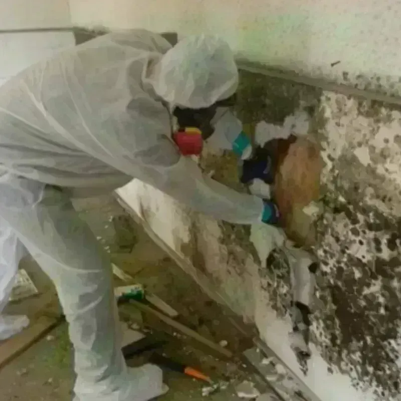 Mold Remediation and Removal in Lisbon, CT